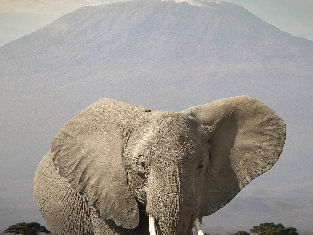 Kenya and Tanzania Safari: A Private Journey